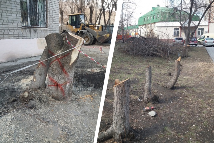 От высоченных деревьев остались одни пеньки От высоченных деревьев остались одни пеньки