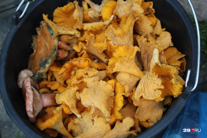 Если решили посушить лисички, не используйте духовку — после этого грибы могут горчить