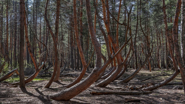 Тур выходного дня из Нижнего Новгорода в окутанный легендами «пьяный лес». Даже ученые не знают, почему деревья так изогнулись