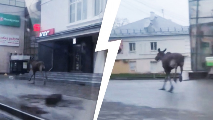 В панике несся по тротуару: горожане сняли в центре Ярославля заблудившегося лося