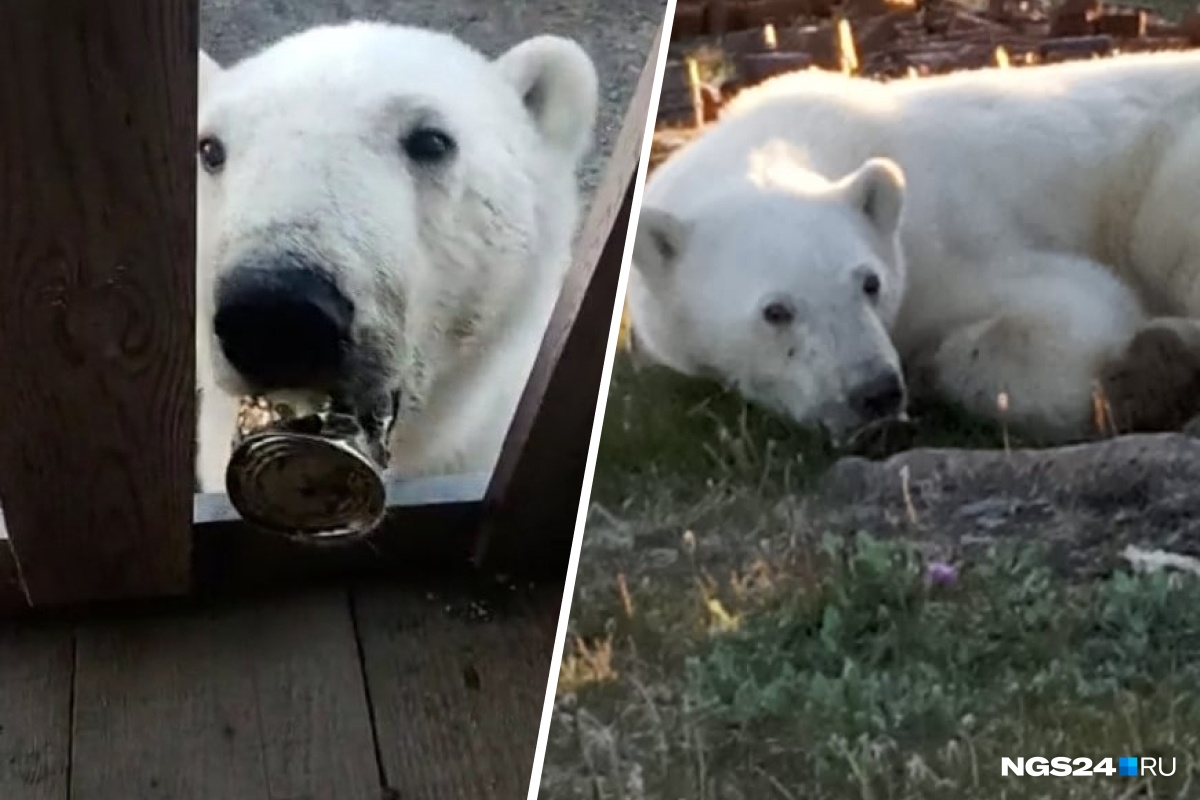 Где надо спасать медведей