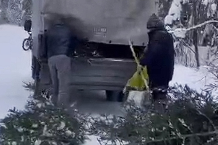 В национальном парке срубили елки для монастыря В национальном парке срубили елки для монастыря