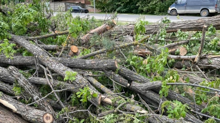 «Что-то пошло не так». Мэра Краснодара возмутила вырубка деревьев в Николаевском бульваре