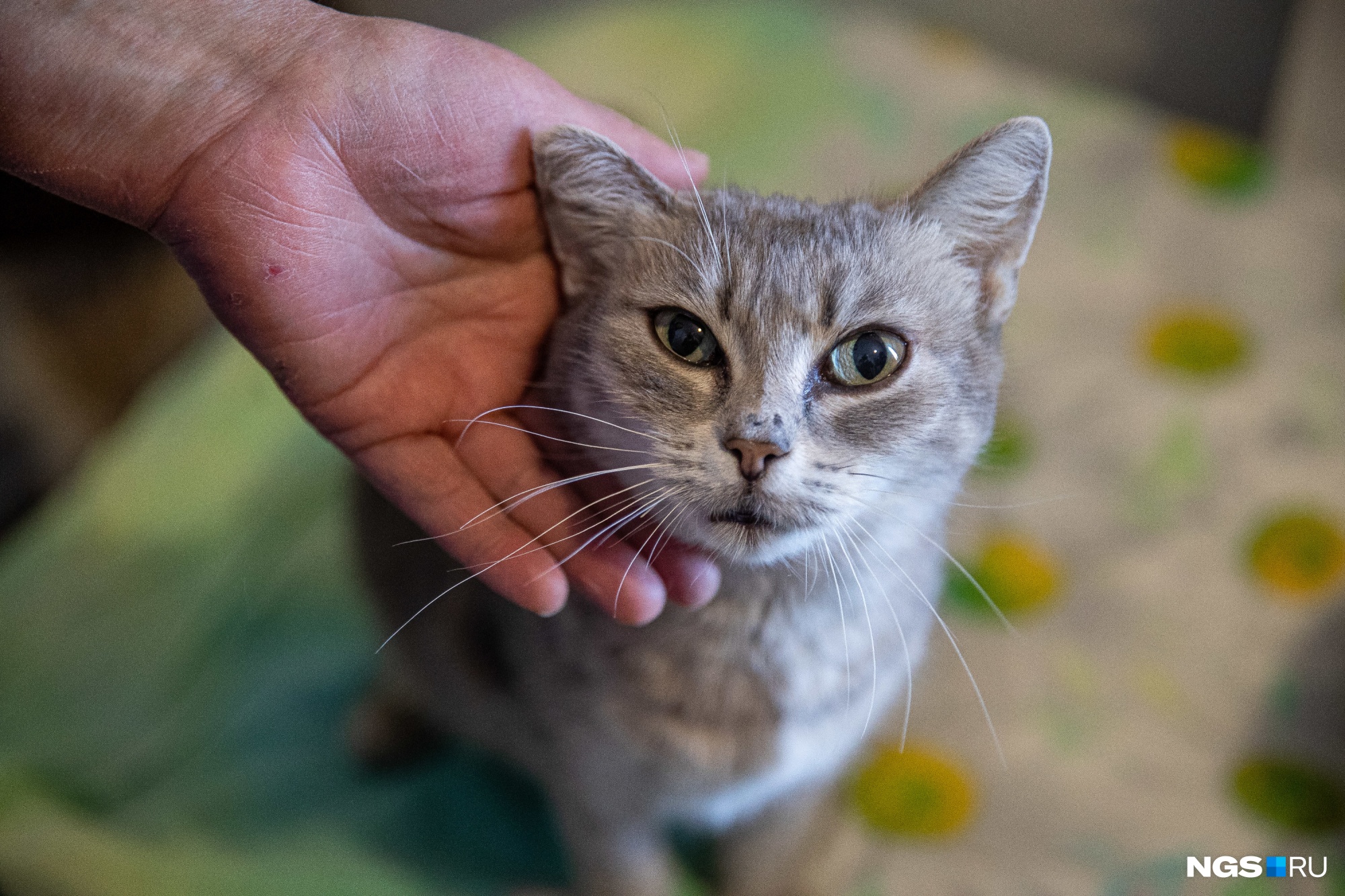 Татьяна приютила Андромеду, и в тот же вечер кошка родила котенка Татьяна приютила Андромеду, и в тот же вечер кошка родила котенка