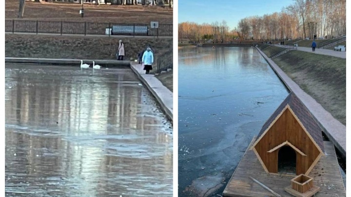 В Башкирии на озере замерзают лебеди. У них нет даже еды