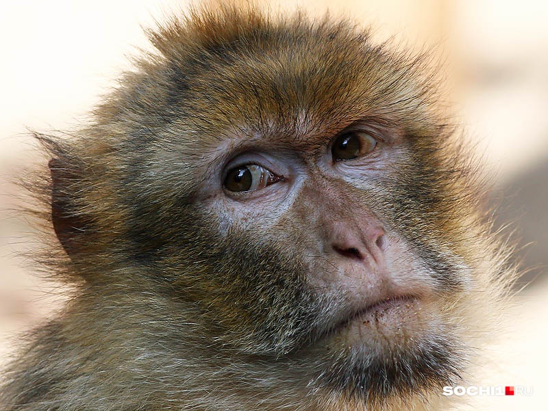 На человекообразных обезьянах исследования не проводят