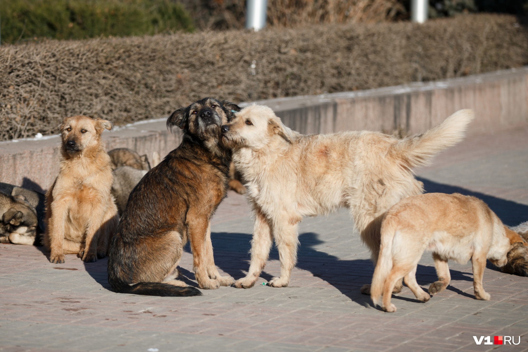 Нападение собак в Забайкалье: вечером псы покусали мужчину