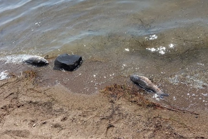 Умершую рыбу выбрасывает на берег озера Кенон в Чите