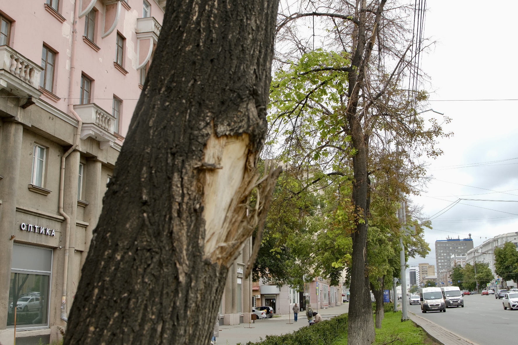 Стволы некоторых деревьев повреждены Стволы некоторых деревьев повреждены