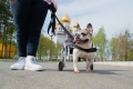 Бульдог на колесиках: ветеринар спасла собаку, которую принесли на усыпление, и сделала для нее коляску для прогулок