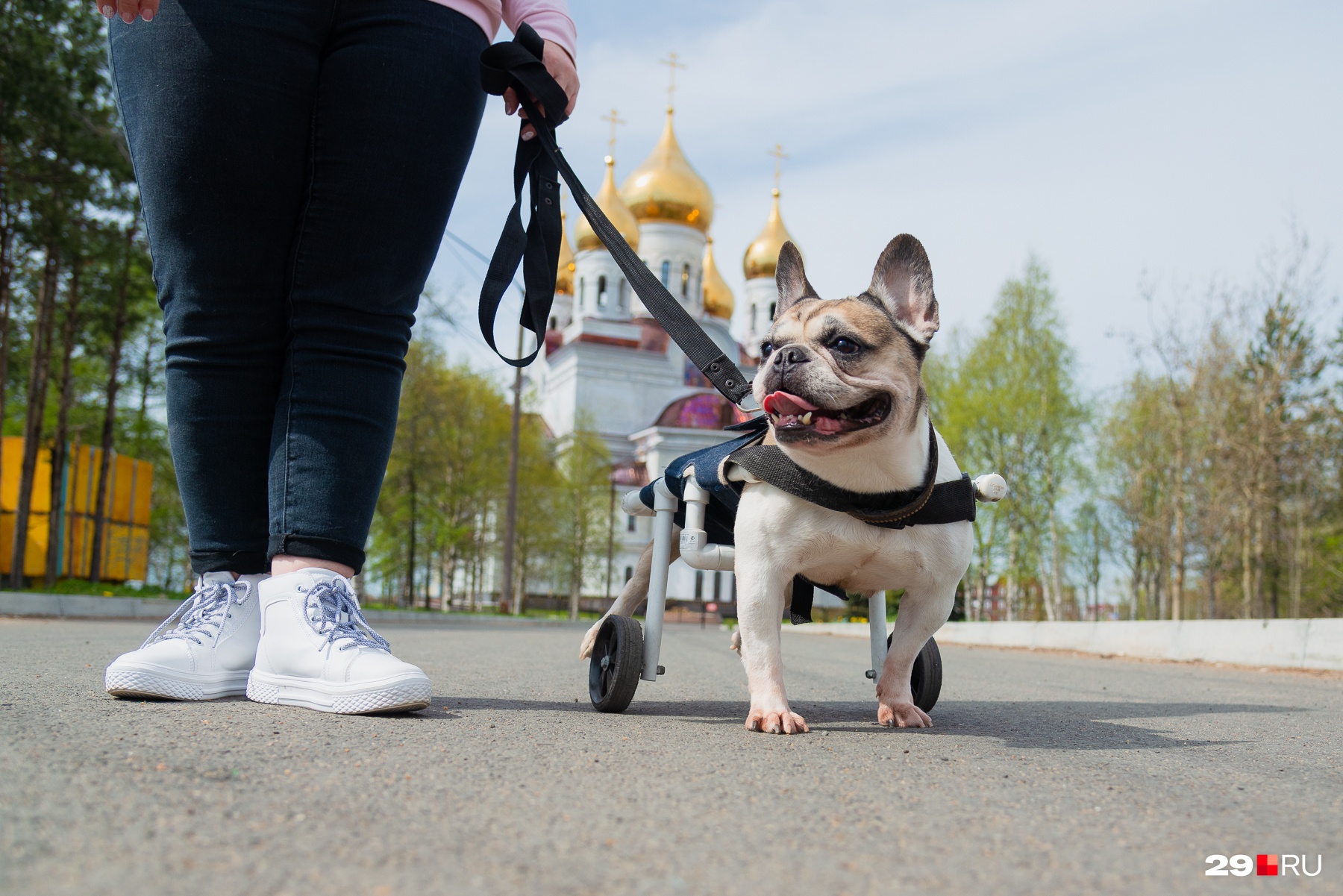 Это бульдог Лана, и по городу она передвигается на колесиках Это бульдог Лана, и по городу она передвигается на колесиках