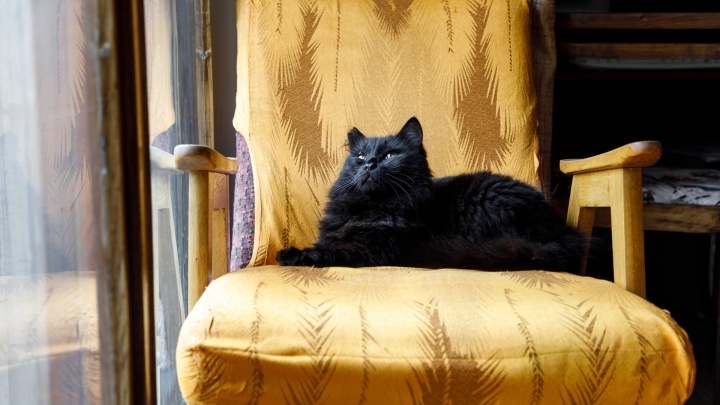 Черный кот ушел в отставку: тест на удачу — хорошо ли вы знаете новые приметы и суеверия