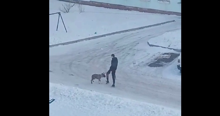 Полиция проверит красноярца, который пинал собаку на прогулке