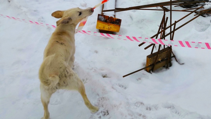 Жителю Новокузнецка дали реальный срок за убийство щенка