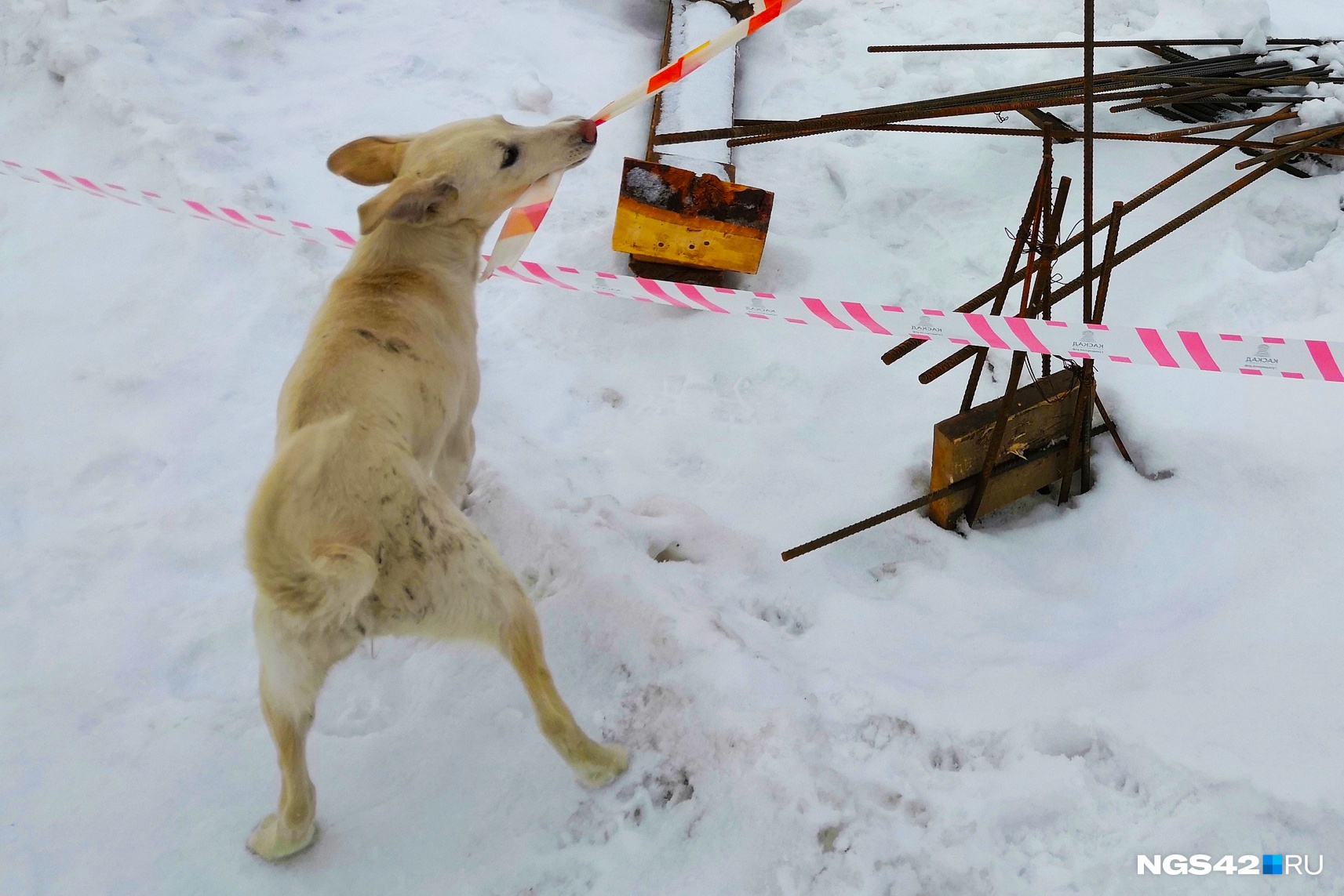 Жителю Новокузнецка дали реальный срок за убийство щенка
