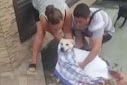 Собаку пытались спасти очевидцы Собаку пытались спасти очевидцы