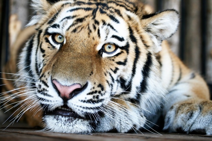 Отправиться на новое место жительства придется и тигру Кактусу