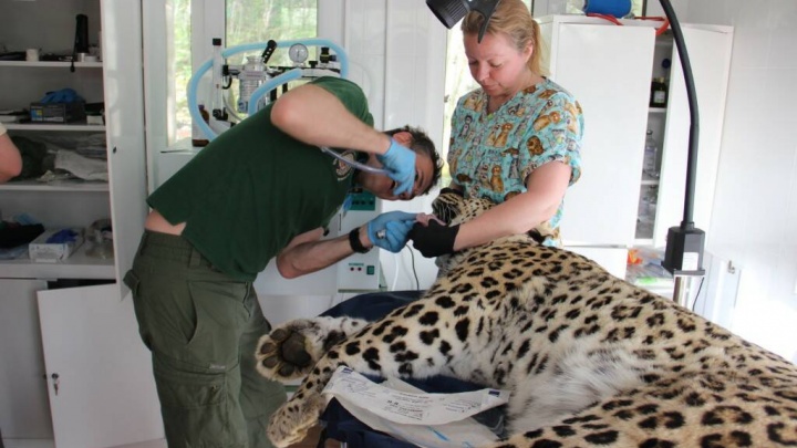 Целая стоматологическая операция. В Сочи леопарду Филоу запломбировали клык под наркозом