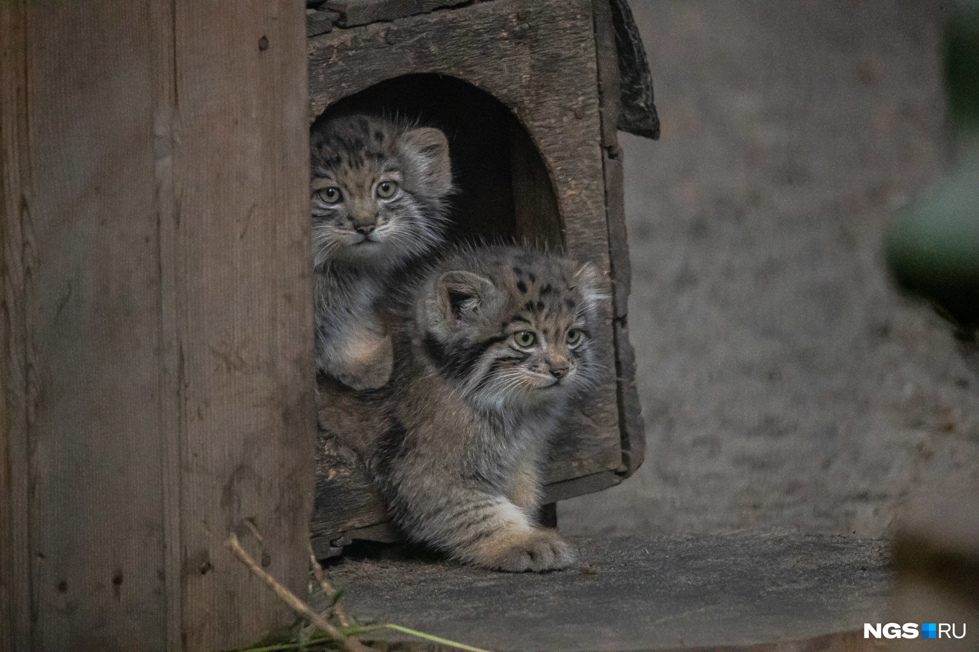 кот в зоопарке манул