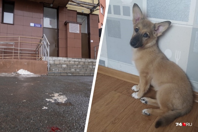 В начале апреля <nobr class="_">14-летняя</nobr> девочка выбросила эту собаку с <nobr>20-го</nobr> этажа высотки в Челябинске