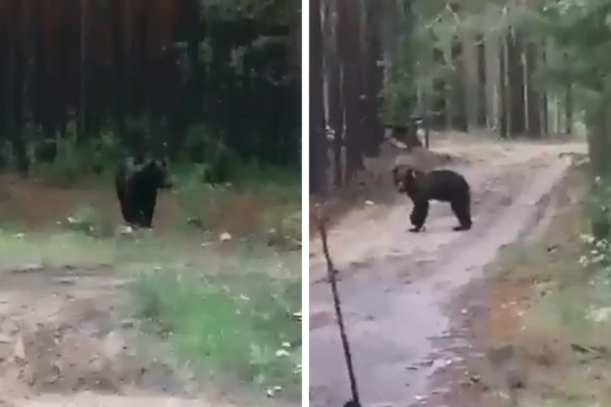 На Урале грибники столкнулись с медведем в лесу и сняли его на видео