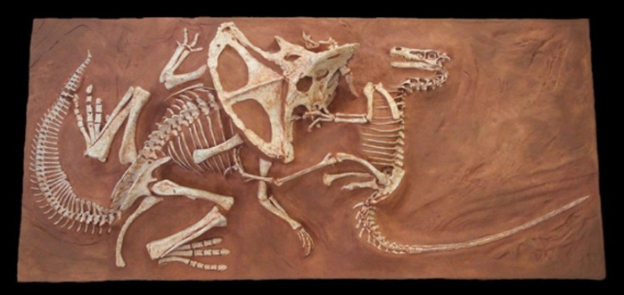 Палеонтолог расскажет о двухголовых рептилиях и прыгающих акулах