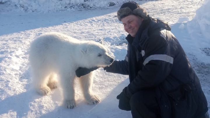 Вахтовик из Нижнего Тагила спас белую медведицу на севере. Теперь ее ждут в зоопарке Екатеринбурга
