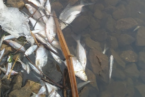 Массовая гибель рыбы на тюменском озере: что говорят специалисты после проверок