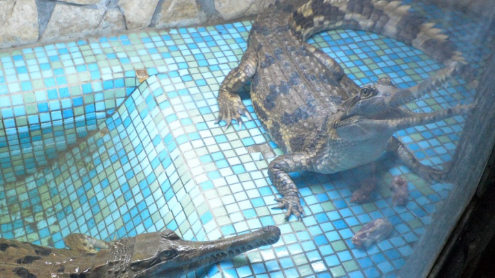 В пожарном водоеме у аэропорта Сочи обнаружили крокодила. Он отпугивает птиц