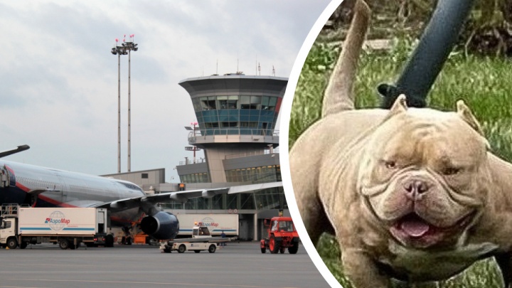 Прокуратура проверит «Аэрофлот» после гибели собаки в самолете
