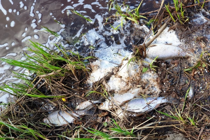 В Братске возбудили уголовное дело из-за загрязнения реки химикатами