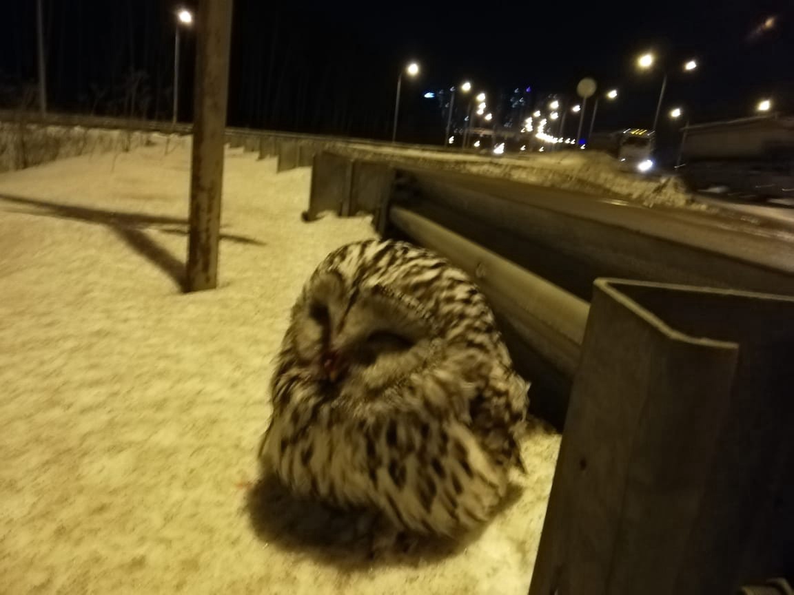 Жители Екатеринбурга спасли сову, которую нашли посреди проезжей части на Объездной