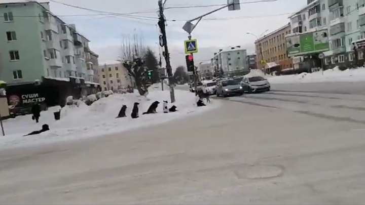 «Это так иронично»: в Серове сняли на видео стаю бродячих собак рядом с администрацией города