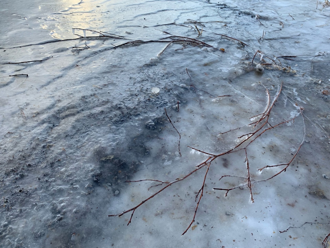 Ветки пробиваются сквозь лед