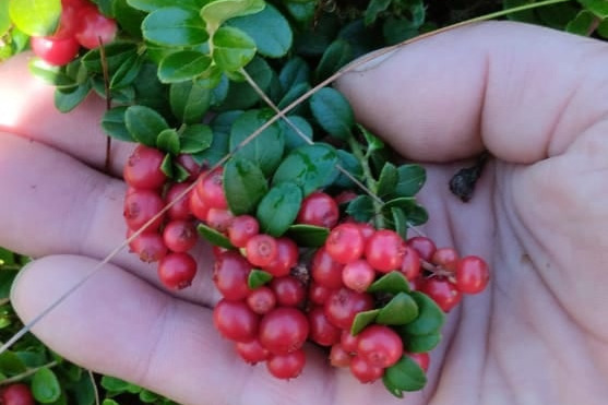 Кусты брусники полны ягод