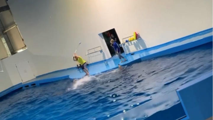 «Тренеры очень агрессивные»: зоозащитник обвинил океанариум в избиении дельфинов