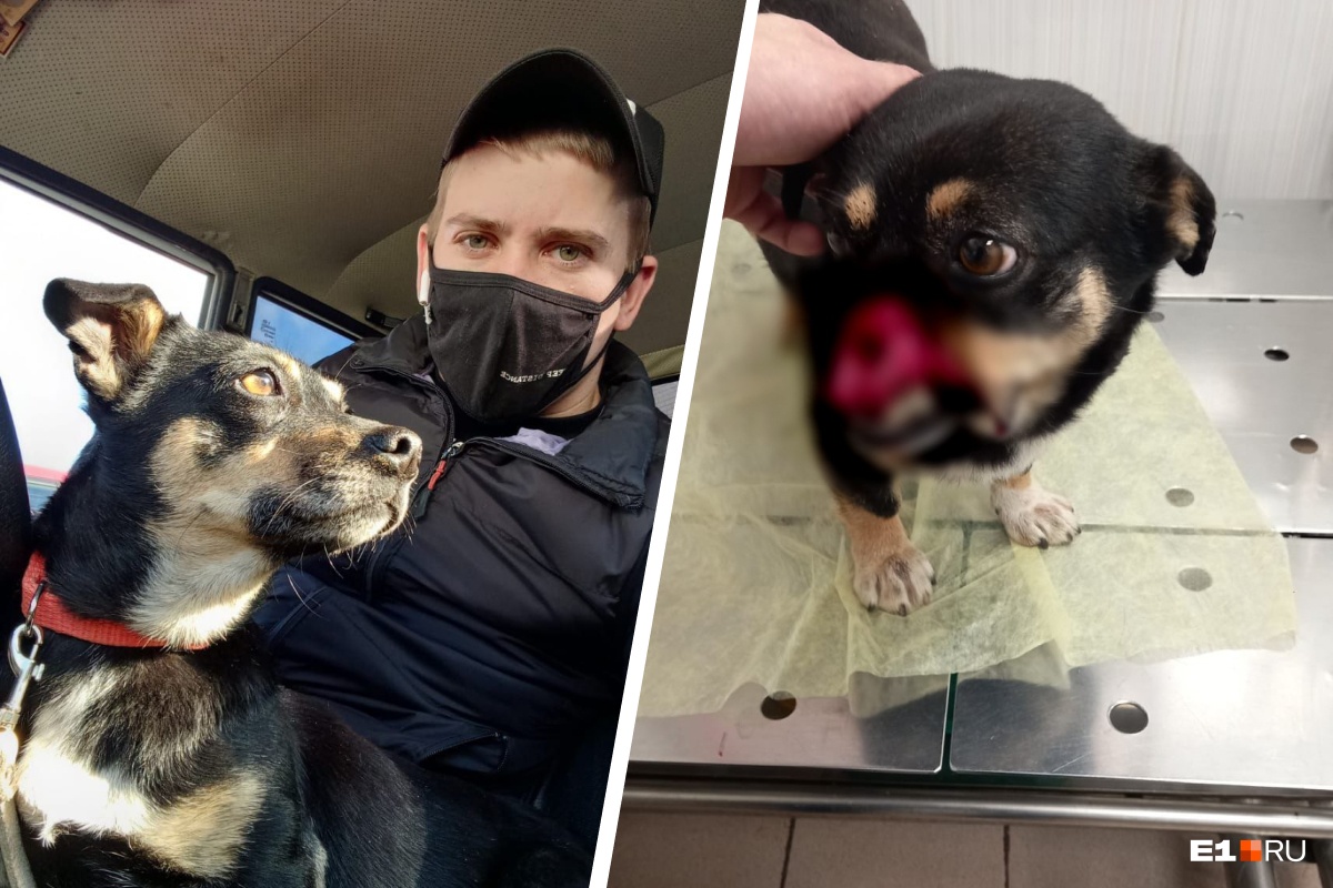 «Вернулась без морды, вся в крови». В Екатеринбурге бездомной собаке отрезали нос
