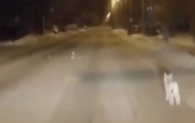 В Северодвинске сняли на видео рысь, гуляющую прямо по городу