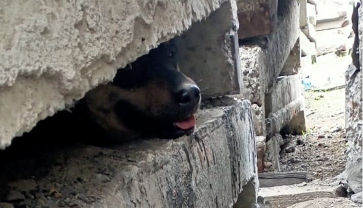 Кузбасские спасатели вытащили застрявшую в бетонных блоках собаку