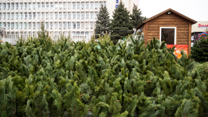 Как выбрать елку в Ростове и как ухаживать, чтобы та простояла все праздники. Отвечает дендролог ботсада
