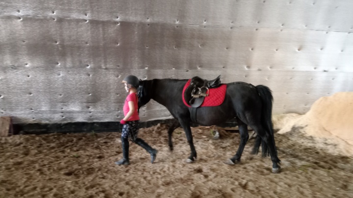 «Его собирались отправить на мясокомбинат»: ишимский конный клуб спас старого жеребца Гамбита