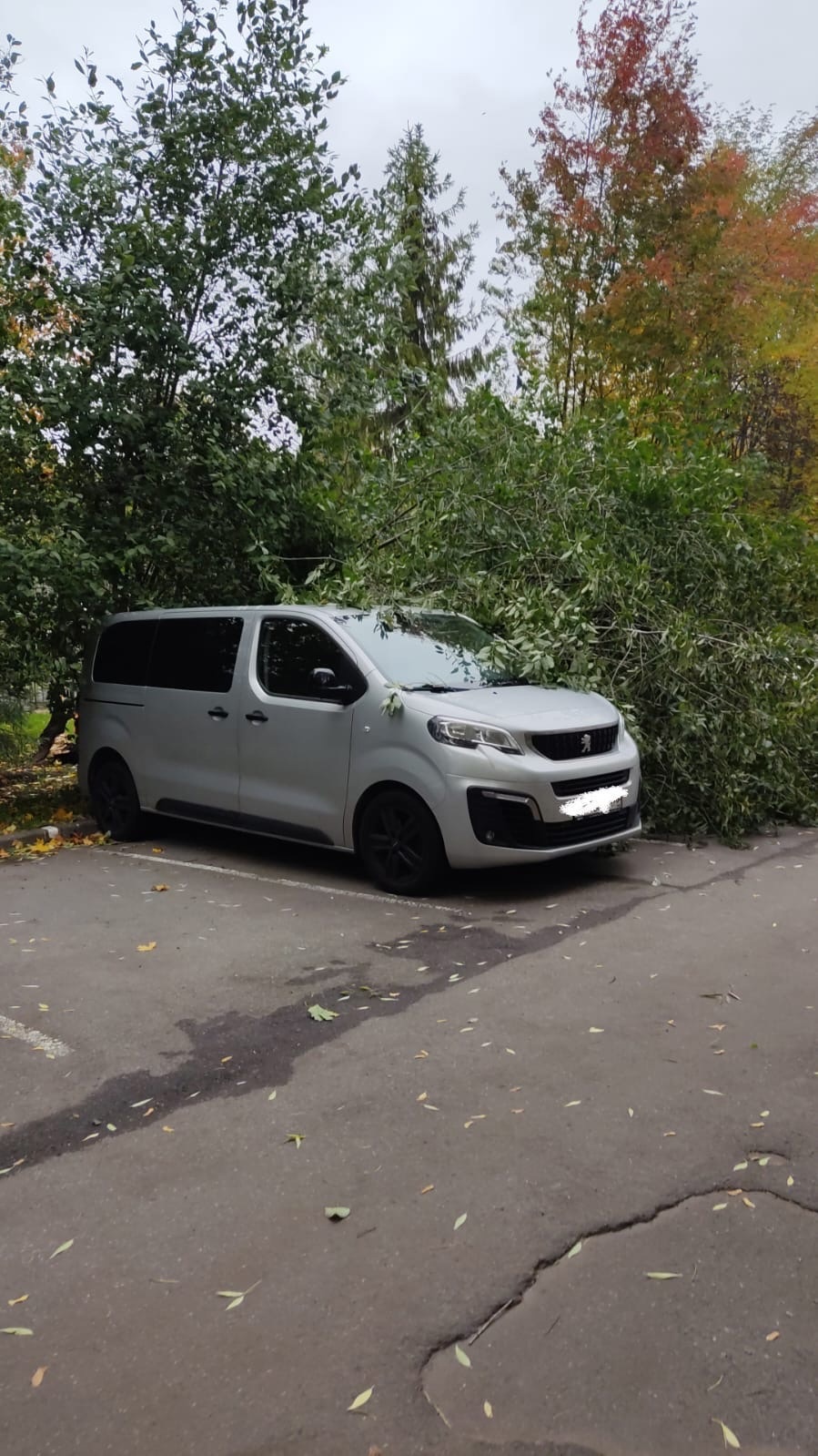 МЧС подводит итоги ветреного дня в Петербурге. Среди жертв деревья, машины и дорожные знаки
