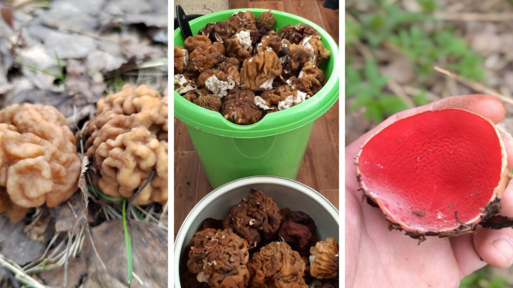 «Сезон открыт»: ярославцы показали первый в этом году урожай грибов