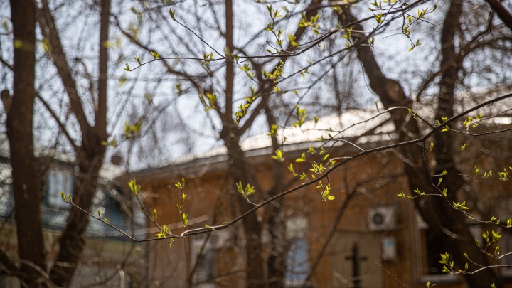 Первые листья распустились на деревьях в Новосибирске