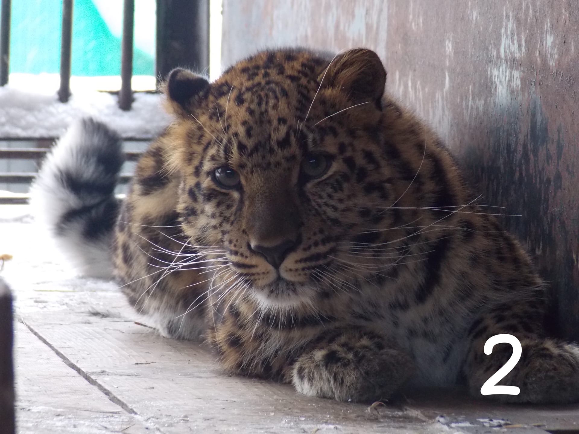 Чистокровный Бриллиант: в Большереченский зоопарк привезли дальневосточного леопарда
