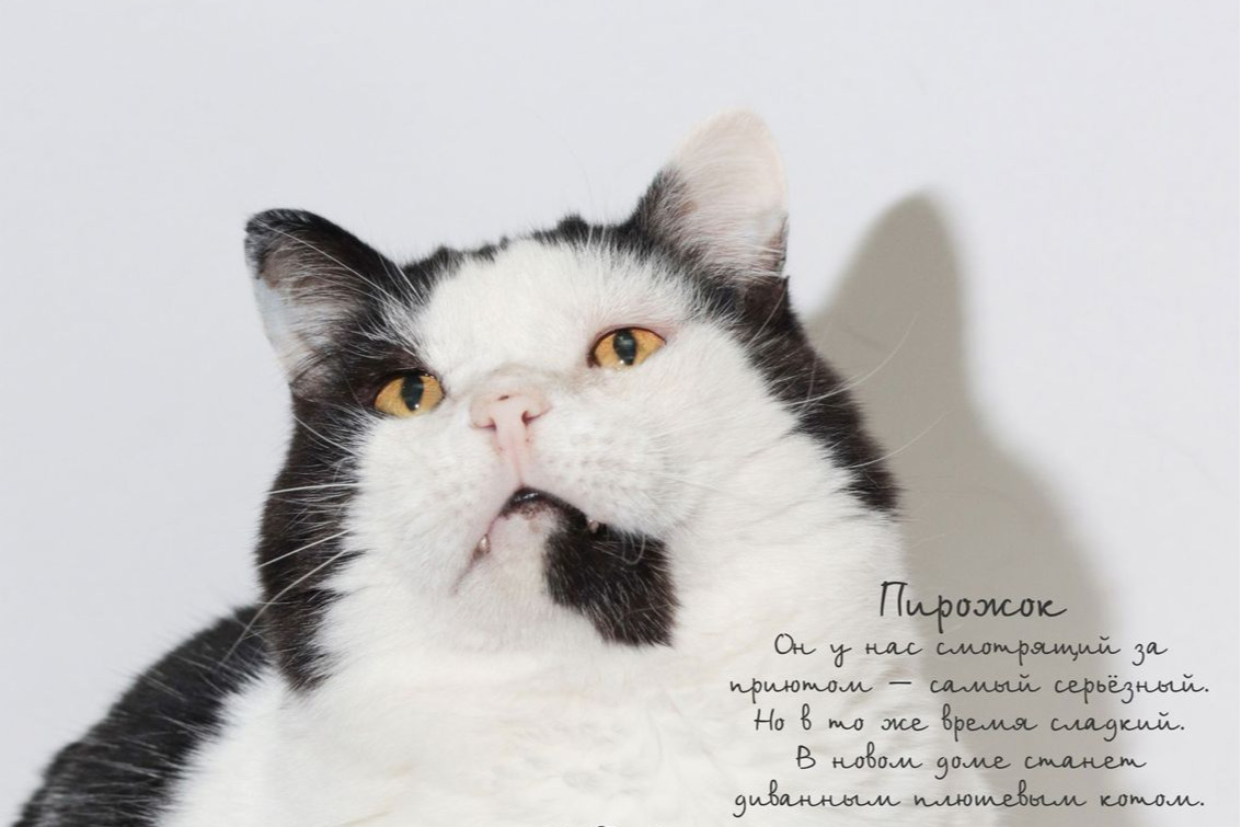 Екатеринбургский приют для бездомных кошек провел фотосессию пушистикам для новогоднего календаря