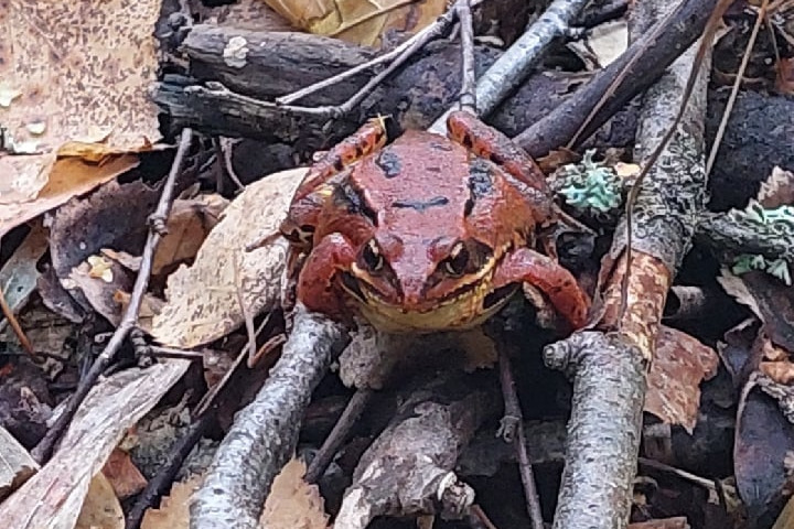 Довольно редкая находка