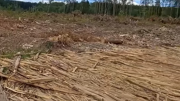 В Ярославской области вырубили несколько гектаров леса