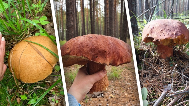 Тюменцы находят в лесах огромные грибы (некоторые переростки не входят в ведро)