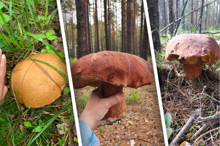 В этом году грибной сезон бьет все рекорды и еще дарит тюменцам огромные дары леса